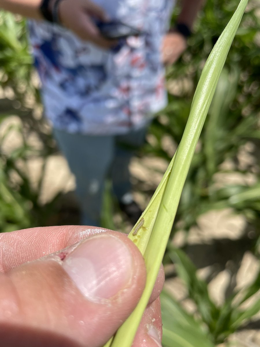 ccmac_OSU's tweet image. Trues, falls, beets, yellow stripes, you name em we got em #armyworm #vantacor kills them all