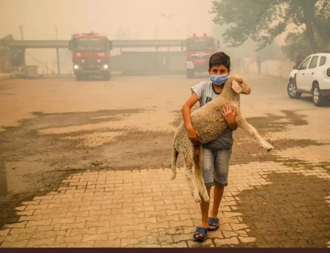 Bu aslanın merhameti ve cesaretinin gramına sahip olamadığınız için utanmalısınız #istifa