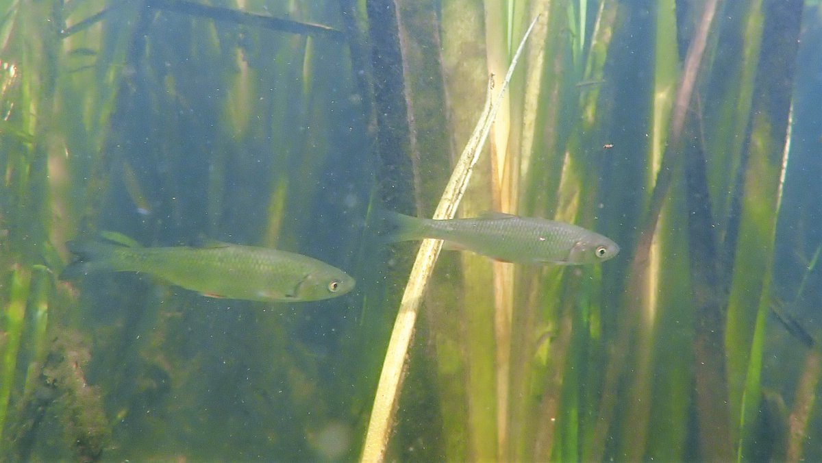 numenini's tweet image. Never seen more Chub - of all size classes - than in the River Wensum upstream of Ringland.  
Now realise it must be a thing for the two footers to congregate under the banks - including with a big Pike. Quite tame. 

#RiverWensum #Ringland #Broadland #Norfolk #Chalkstreams 

2/6