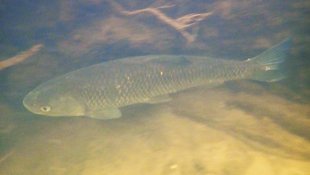 numenini's tweet image. Never seen more Chub - of all size classes - than in the River Wensum upstream of Ringland.  
Now realise it must be a thing for the two footers to congregate under the banks - including with a big Pike. Quite tame. 

#RiverWensum #Ringland #Broadland #Norfolk #Chalkstreams 

2/6