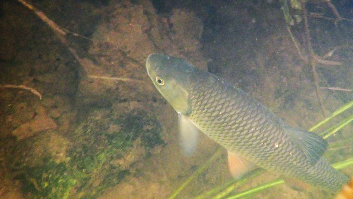 numenini's tweet image. Never seen more Chub - of all size classes - than in the River Wensum upstream of Ringland.  
Now realise it must be a thing for the two footers to congregate under the banks - including with a big Pike. Quite tame. 

#RiverWensum #Ringland #Broadland #Norfolk #Chalkstreams 

2/6