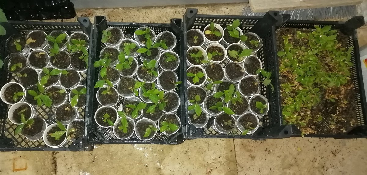 Konya-Taşkent -Alanya-Antalya üzerinden #Manavgat 'a gidecek olan olursa lütfen bana ulaşsın.Yanan ağaçlarımızın yerine dikilmek üzere çınar fidanlarımı yollayacağım. Alçaklara inat bir olacağız <a href="/BocekMuhittin/">Muhittin Böcek</a> <a href="/sukru_sozen/">Şükrü Sözen</a> <a href="/Ahmet_Davutoglu/">Ahmet Davutoğlu</a> <a href="/abdullahbasci/">Abdullah Başcı</a> <a href="/feramuzustun/">Feramuz Üstün</a> @HASANEKC1