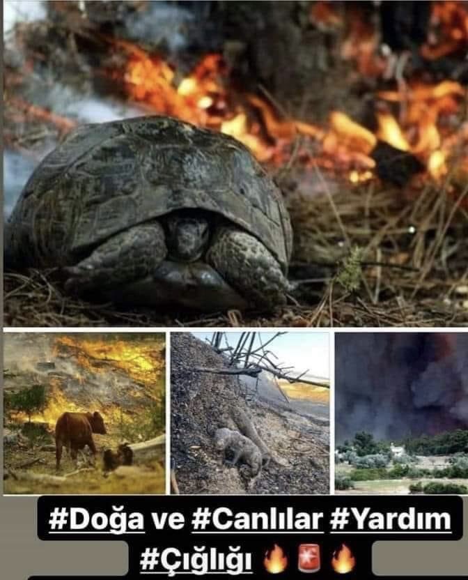 aberdogan's tweet photo. #TürkiyeYanıyor
#CanımızYanıyor
#CiğerlerimizYanıyor
#İçimizYanıyor https://t.co/4KkOnlEcwA