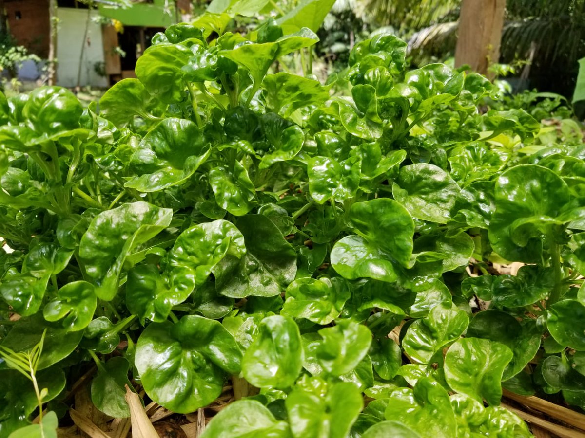 CanEmbCRHNNI's tweet photo. 🇨🇷 Corcovado Foundation is a leader on environmental education & regenerative agriculture. Inspiring visit to communities restoring their ecosystems #DrakeBay with @Funcorco. #ClimateAction #resilience #adaptation https://t.co/s4VnvCikR2