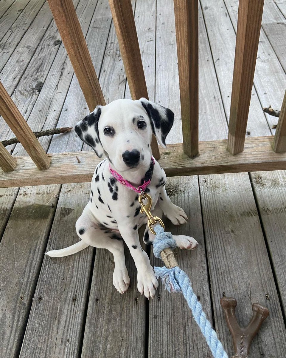 cheffies's tweet photo. Merlot and other pups know Cheffie's patios are best for weekend hangouts. Bring your furry friend and join us this weekend! 🐶☀️

📷: merlotthedal https://t.co/71ZZBwpBNW