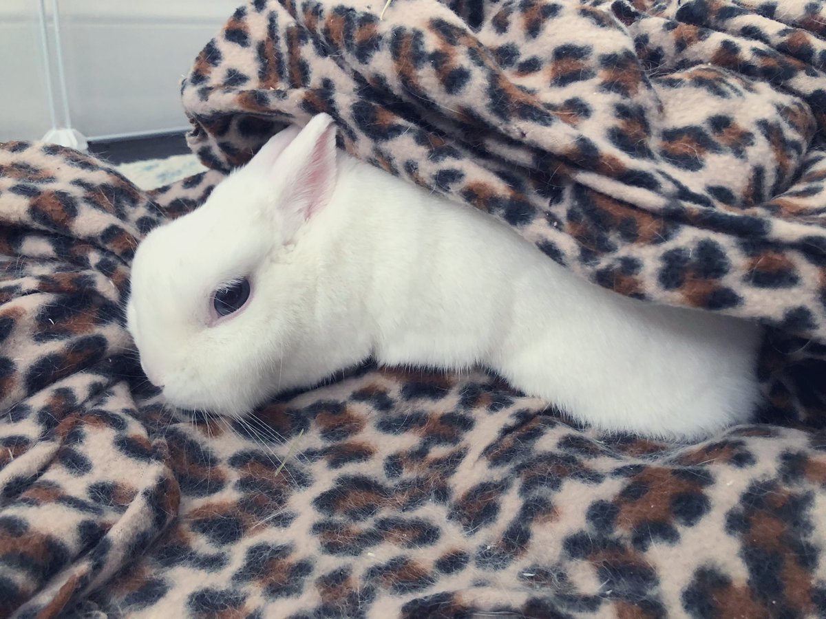 MagicZeBunny's tweet photo. Hi pals! Magii here. Checking in. Yesterday we had Hoom guests here. One baby too! So much socializing. Ze crowd went wild over mes cuteness. I only thumped once {as they were staring while mes was eating}. Today has been one for rest. Yay! How are you? #EarsSoCute #CuddleIn ๐ https://t.co/em5t0fe3VX
