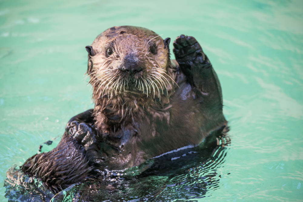 OregonZoo's tweet photo. @orcoastaquarium @USFWS @MontereyAq @turtles_fly2 Hi Earle! https://t.co/MOcgOR5zGZ