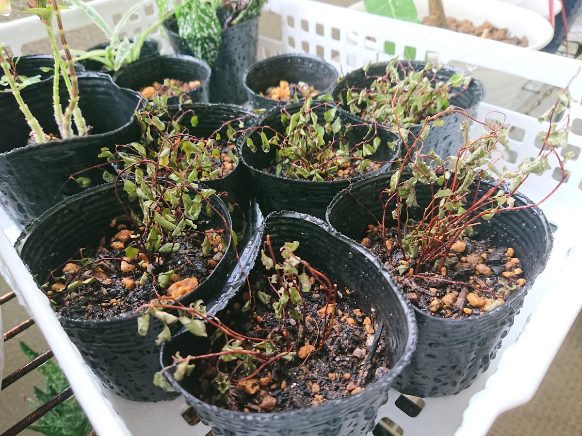 ワイヤープランツ