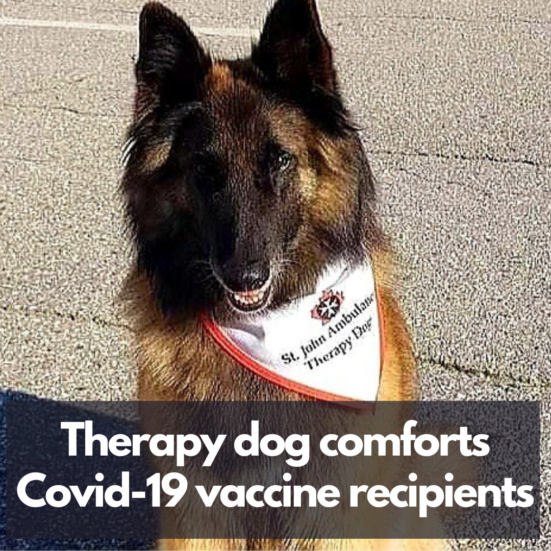DogEhOfficial's tweet photo. Therapy dog Nova's been attending Covid-19 vaccine clinics in B.C to help comfort those who are anxious about needles 🐶🐕
#therapydog #therapydogsrock #covidvacccine #vaccineclinic #dogshelp #dogsarethebest #gsd #stjohnstherapydogs #dog #doggy #dogeh https://t.co/QSF96TDTM3