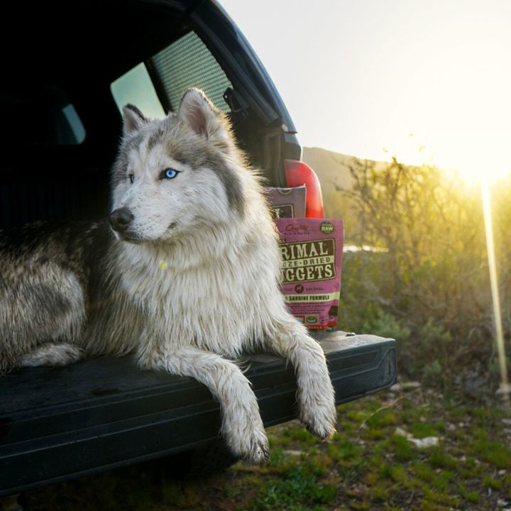 Road trip! 🚙 We could all use a little summer vacation, but you'll want to plan ahead when you bring your four-legged friends along for the ride. Check out our top 5 tips for hitting the open road with your pet here! → primal.ly/road-trips #holisticpetcuisine