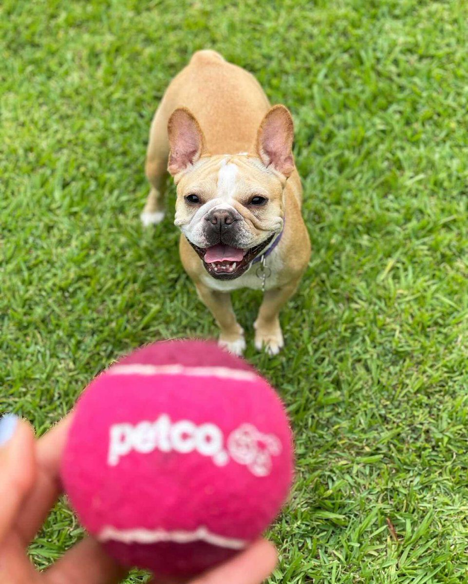 How To Check Petco Gift Card Balance / Petco Gift Card