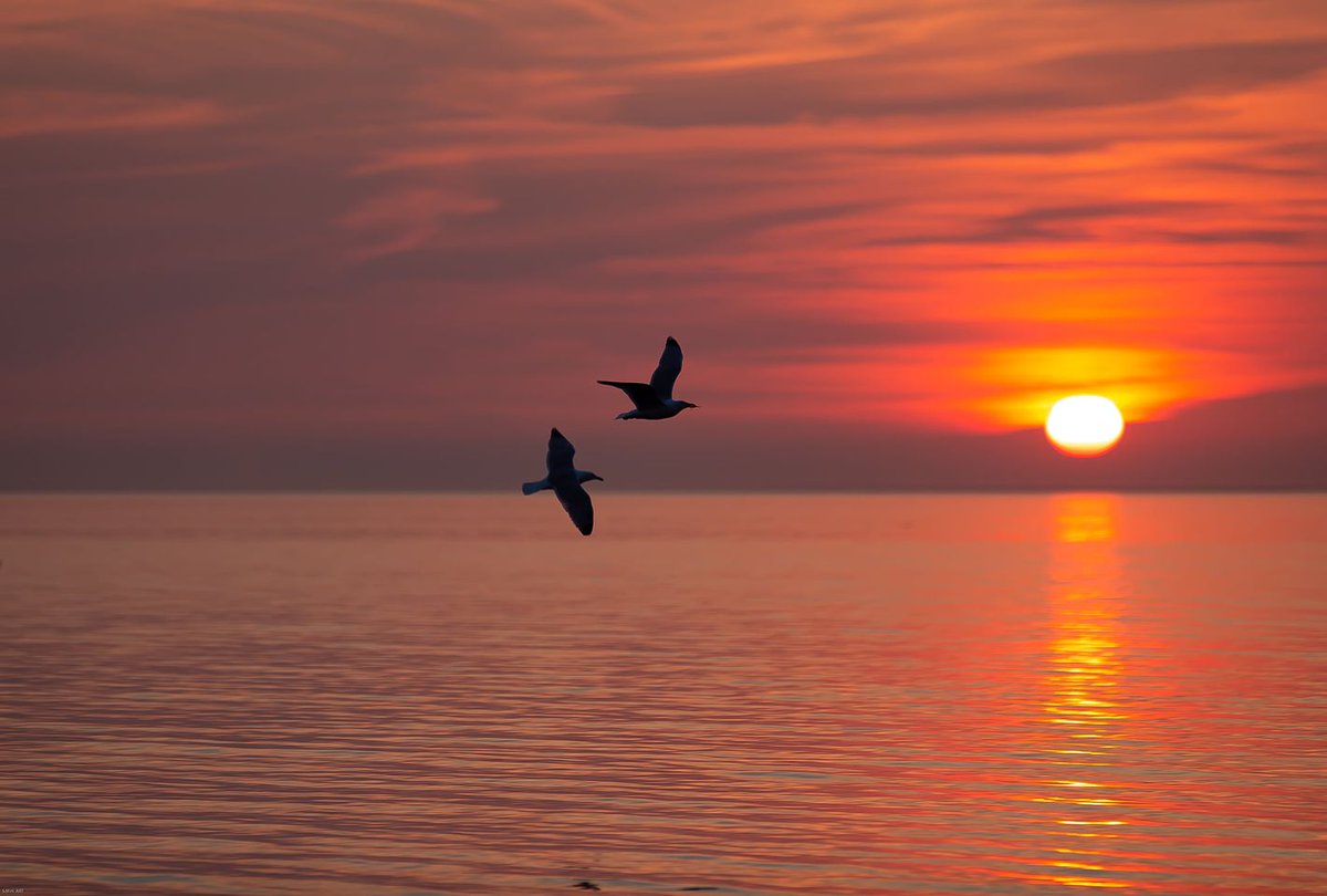 Havenlust's tweet photo. “I’d fly in the middle seat to get to you.” https://t.co/RLzuQBEJp5