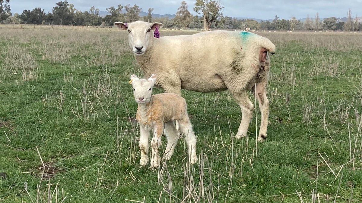 Tom Bull tweet media