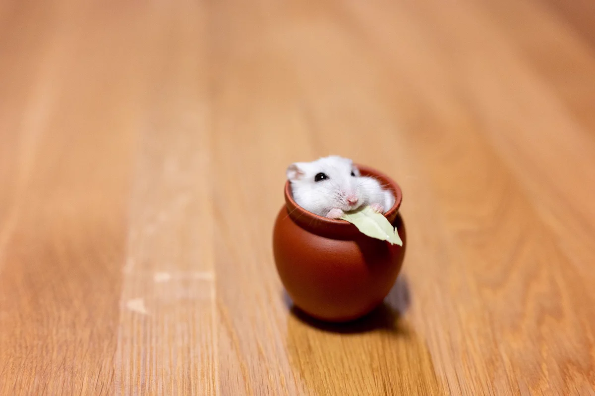 壺の中で寝るハムスターのぱるちゃん