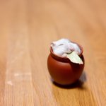 壺の中で幸せそうにしている。 pic.twitter.com/BbnJPTSVvl