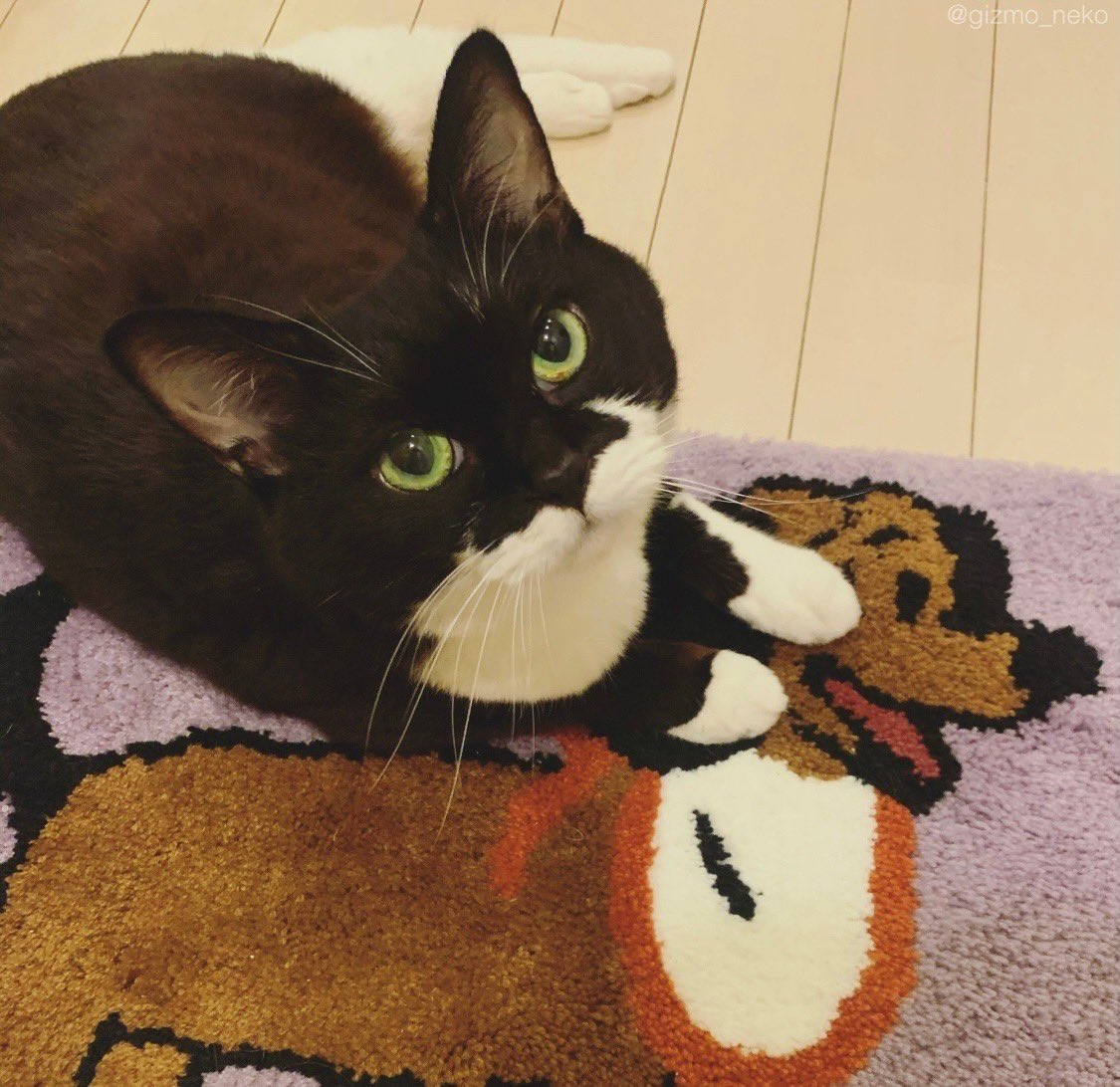 ギズモさん Gizmo Neko Twitter ギズモさん Gizmo Neko Twitter