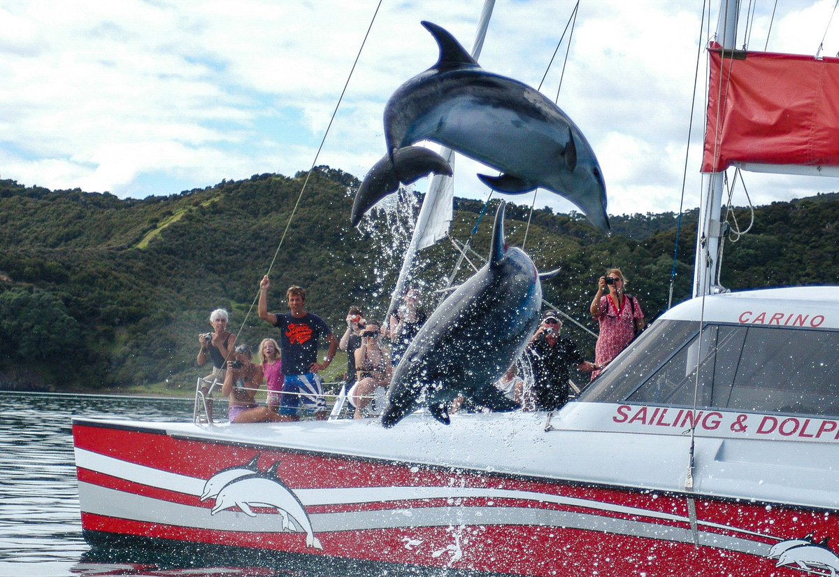 Congrats to Bay of Islands tourism operator Carino Wildlife Cruises who were announced as a winner at the Qualmark 100% Pure New Zealand Experience Awards 2021 on Wednesday night. Read the full story on our website: bit.ly/3f5OG2G