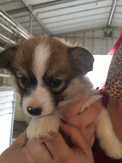 Our new puppy! We get to bring her home on the 16th. Name coming soon. https://t.co/fttnwGqr5z<a href="/tag/soon"class="tags"><span>#soon</span></a>