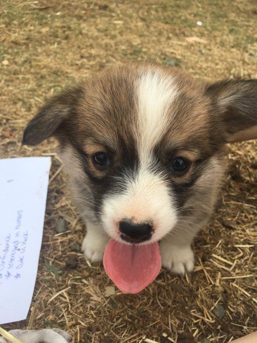 Our new puppy! We get to bring her home on the 16th. Name coming soon. https://t.co/fttnwGqr5z<a href="/tag/soon"class="tags"><span>#soon</span></a>