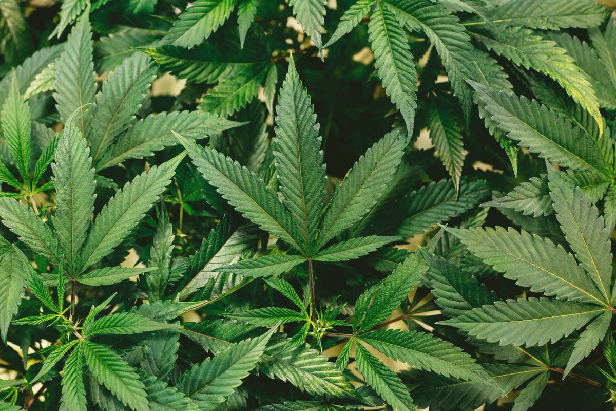 TheHubCraftma's tweet photo. 🌱State of the art Manufacturing 

🌱Highest Quality Artisanal Flower

🌱Healthiest Clones to Partnered Grows

That’s how you remain on top! 

#hemp #cannabis #thc #cannaboss #cannabiscommunity #Massachusetts #weed #thehubcraftma #thehubcraft #cannabisma #ladycannaboss #marijuana https://t.co/Xpsxr7SGfb