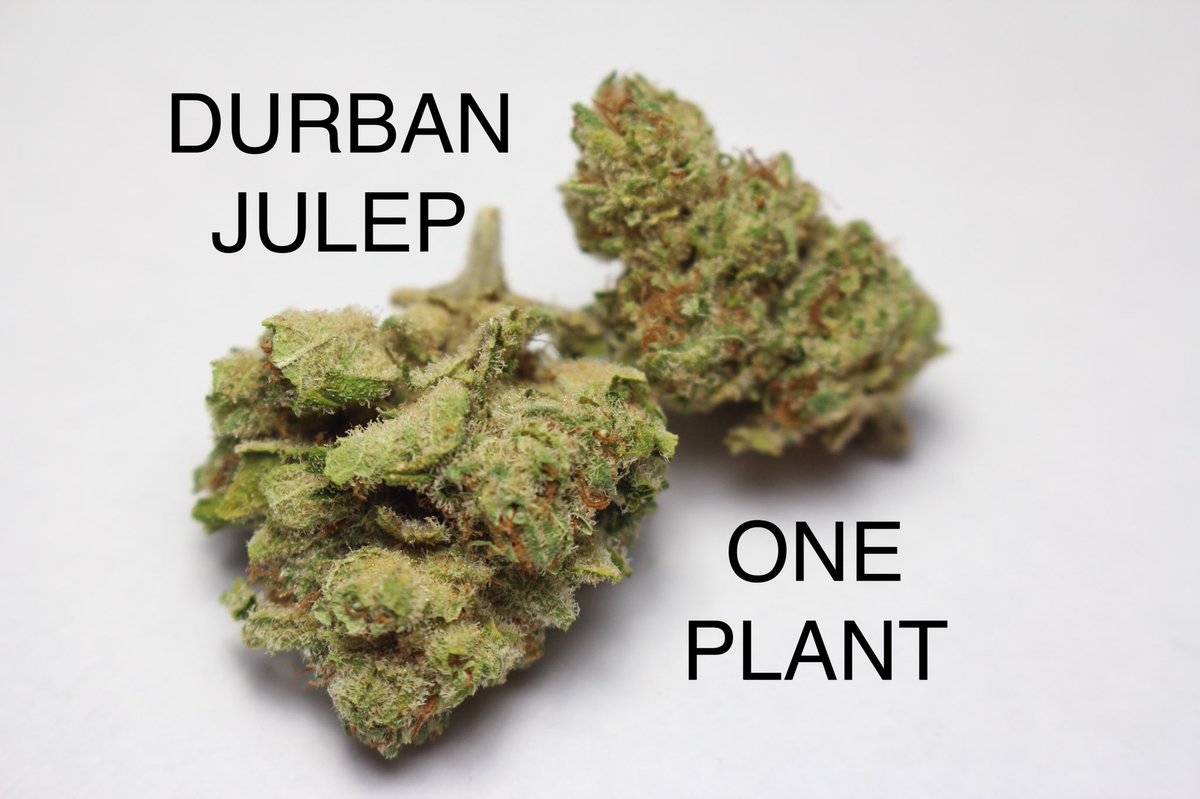 The Cannabis Column tweet media