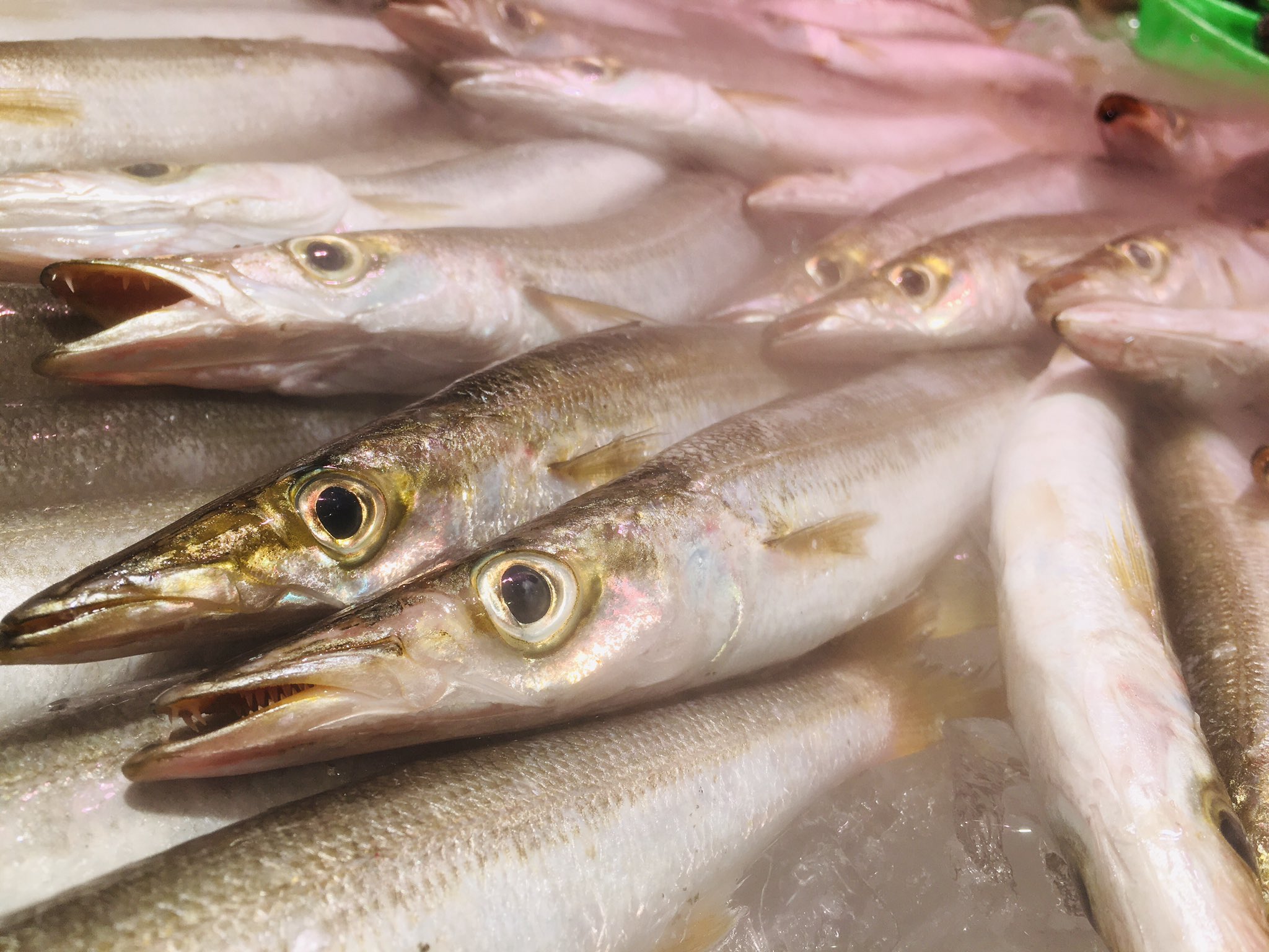 تويتر 魚太郎 本店 على تويتر かご盛り鮮魚 地物 縞イサキ コノシロ イシモチ ゼンメ 新いか アカシャエビ 赤イカ 舌平目 天然鯛 イサキ 他には 小アジ 白ムツ 貝水槽には 地物 浅利 大あさり 渡り蟹 他には 牡蠣 ホタテ サザエ はまぐり ホンビノス貝