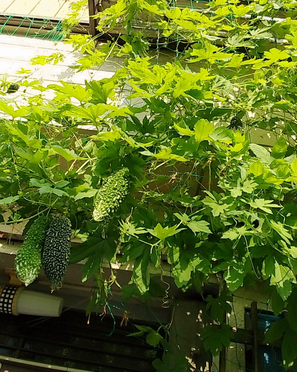Ranzan على تويتر 葡萄のグリーンカーテンもなかなかだけど 玄関の軒下にとってこんな立派なゴーヤってのもちょっと見られない気がする 通勤路シリーズ