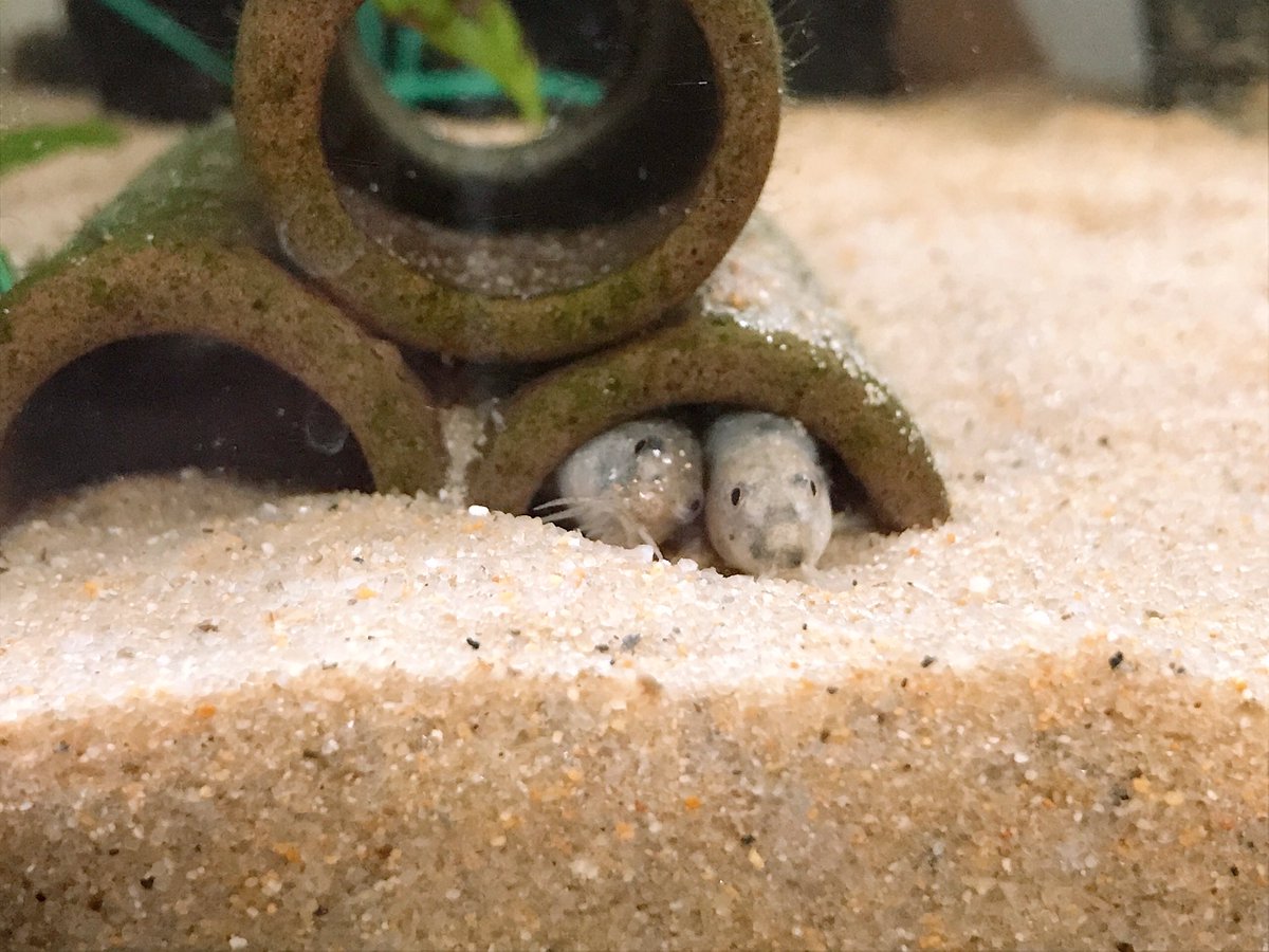 ドジョウ Twitter Search