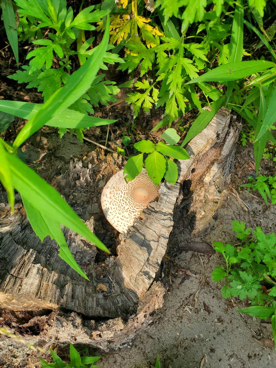 StickytheSnail's tweet photo. #Mushrooms 🍄 #Parasol ? https://t.co/yjQmZ0mSMR