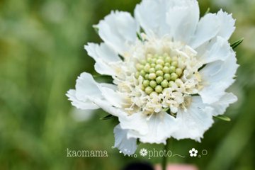 松虫草とは 語源を2つわかりやすく解説 自然植物図鑑