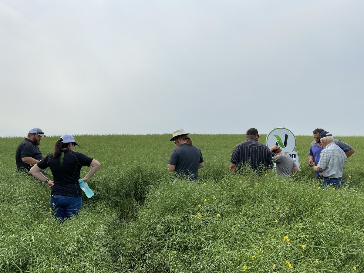 Great day for a field tour in Kipling! Thanks to <a href="/CurtisViergutz/">Curtis Viergutz BSc, CCA</a> for showing off the newest <a href="/ProvenSeed/">Proven Seed</a> genetics, <a href="/C_Robinson90/">Candice Robinson</a> for providing the agronomy support and our cooperator for all his work this season! 
There are some promising varieties in the future RR canola lineup.