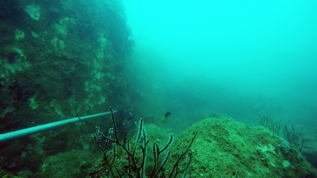 April Hall (@april_e_hall) on Twitter photo Highly complex #RockyReefs can rival the diversity and function of #CoralReefs when it comes to associated fish assemblages. Our latest paper in #JFB exploring the importance of #habitats and complexity on inshore seascapes <a href="/ed_kingsford/">Mike Kingsford</a> @CoralCoE tinyurl.com/tddnj9ys Highly complex #RockyReefs can rival the diversity and function of #CoralReefs when it comes to associated fish assemblages. Our latest paper in #JFB exploring the importance of #habitats and complexity on inshore seascapes <a href="/ed_kingsford/">Mike Kingsford</a> @CoralCoE tinyurl.com/tddnj9ys