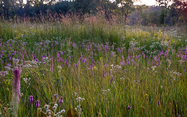 Forest Preserves tweet media