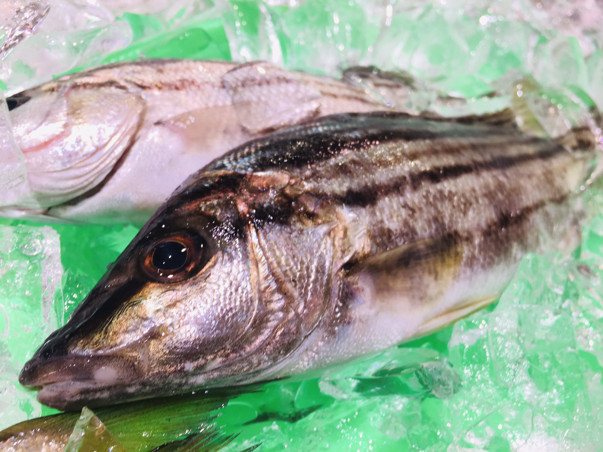 تويتر 魚太郎 本店 على تويتر かご盛り鮮魚 地物 縞イサキ コノシロ イシモチ ゼンメ 新いか アカシャエビ 赤イカ 舌平目 天然鯛 イサキ 他には 小アジ 白ムツ 貝水槽には 地物 浅利 大あさり 渡り蟹 他には 牡蠣 ホタテ サザエ はまぐり ホンビノス貝