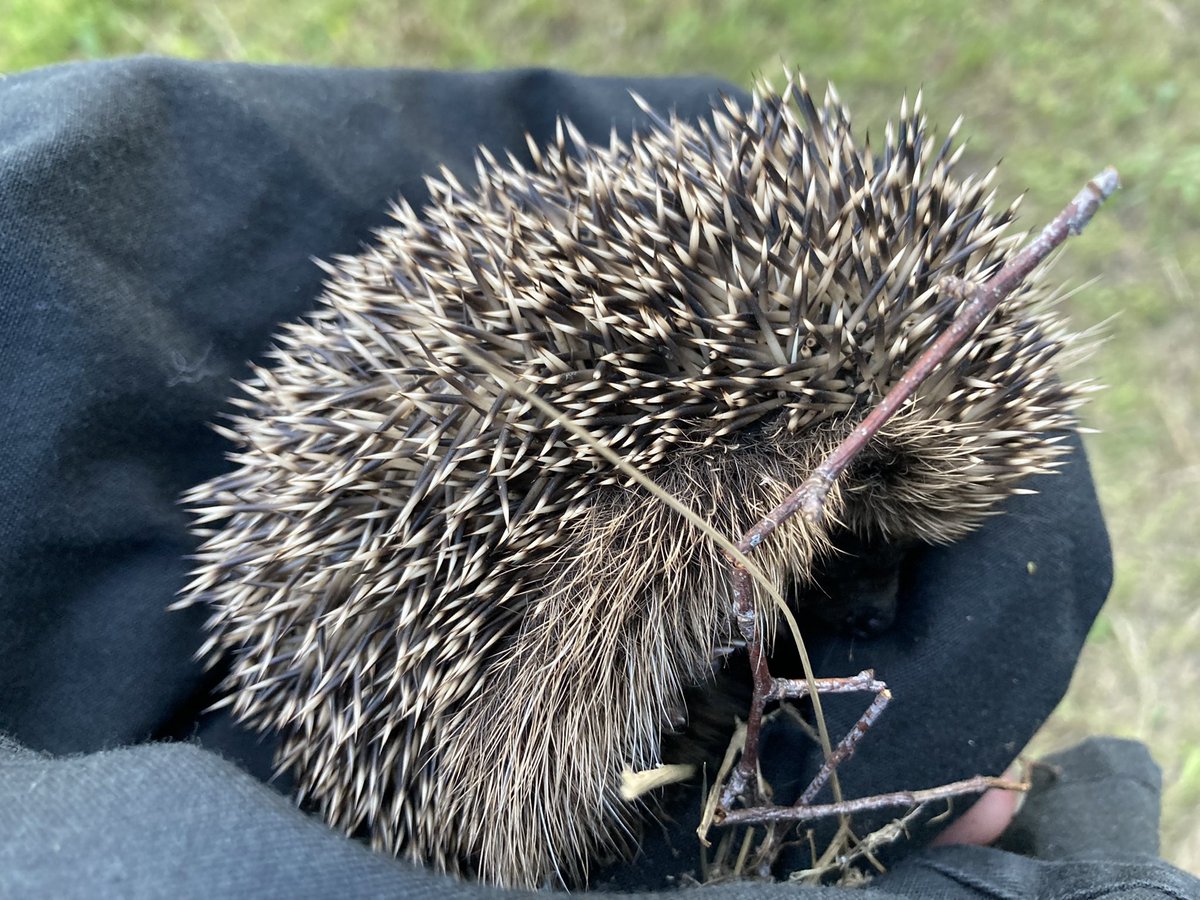 AllieBee_Comms's tweet image. Found this little lady wandering along a busy road earlier today. Local hedgehog rescues so overwhelmed at the moment, but the lovely Suzanne still took the time to examine her at 10pm &amp;amp; hopefully she will be ok. #HedgehogHeroes #Wildlife