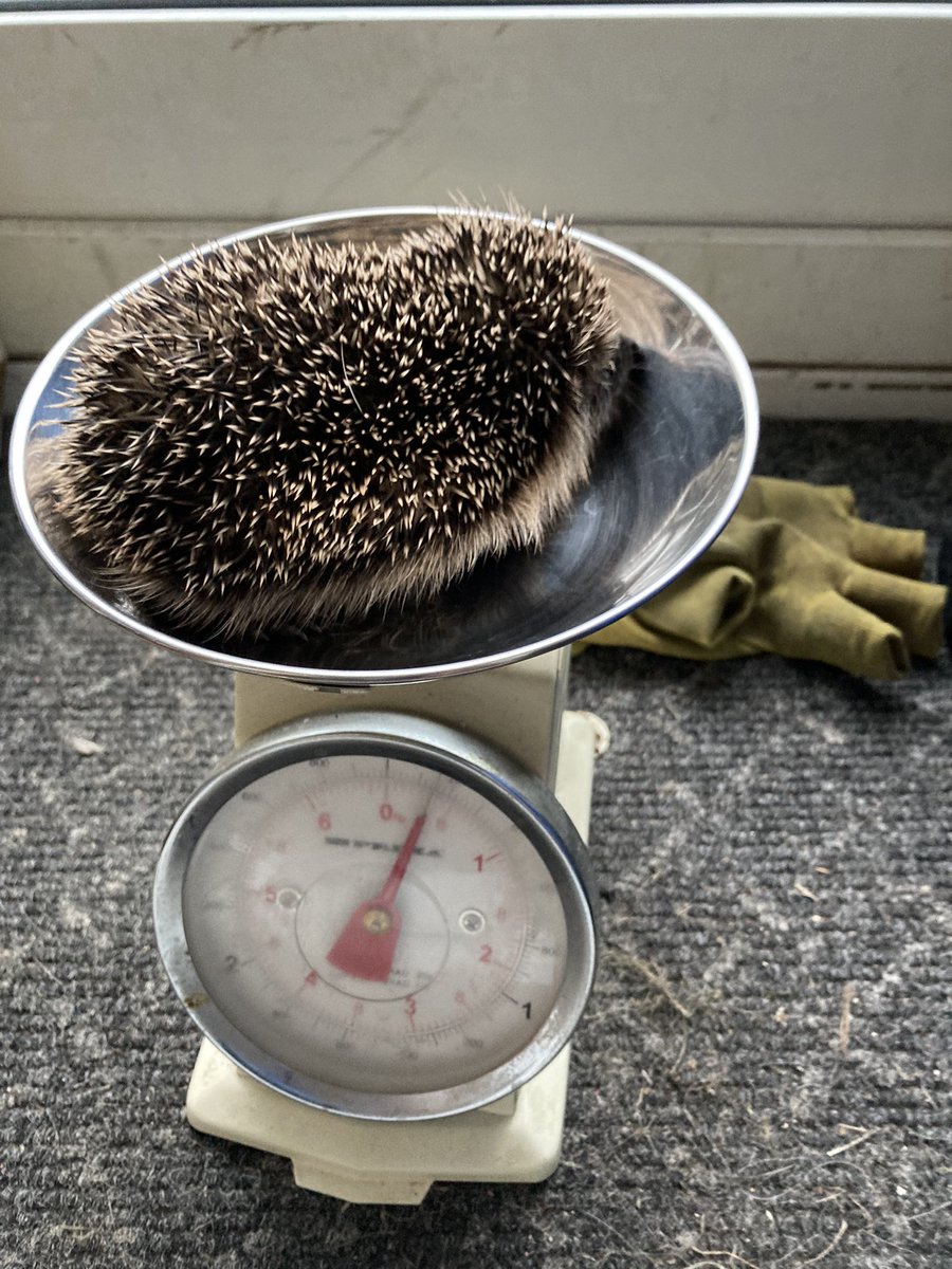 AllieBee_Comms's tweet image. Found this little lady wandering along a busy road earlier today. Local hedgehog rescues so overwhelmed at the moment, but the lovely Suzanne still took the time to examine her at 10pm &amp;amp; hopefully she will be ok. #HedgehogHeroes #Wildlife