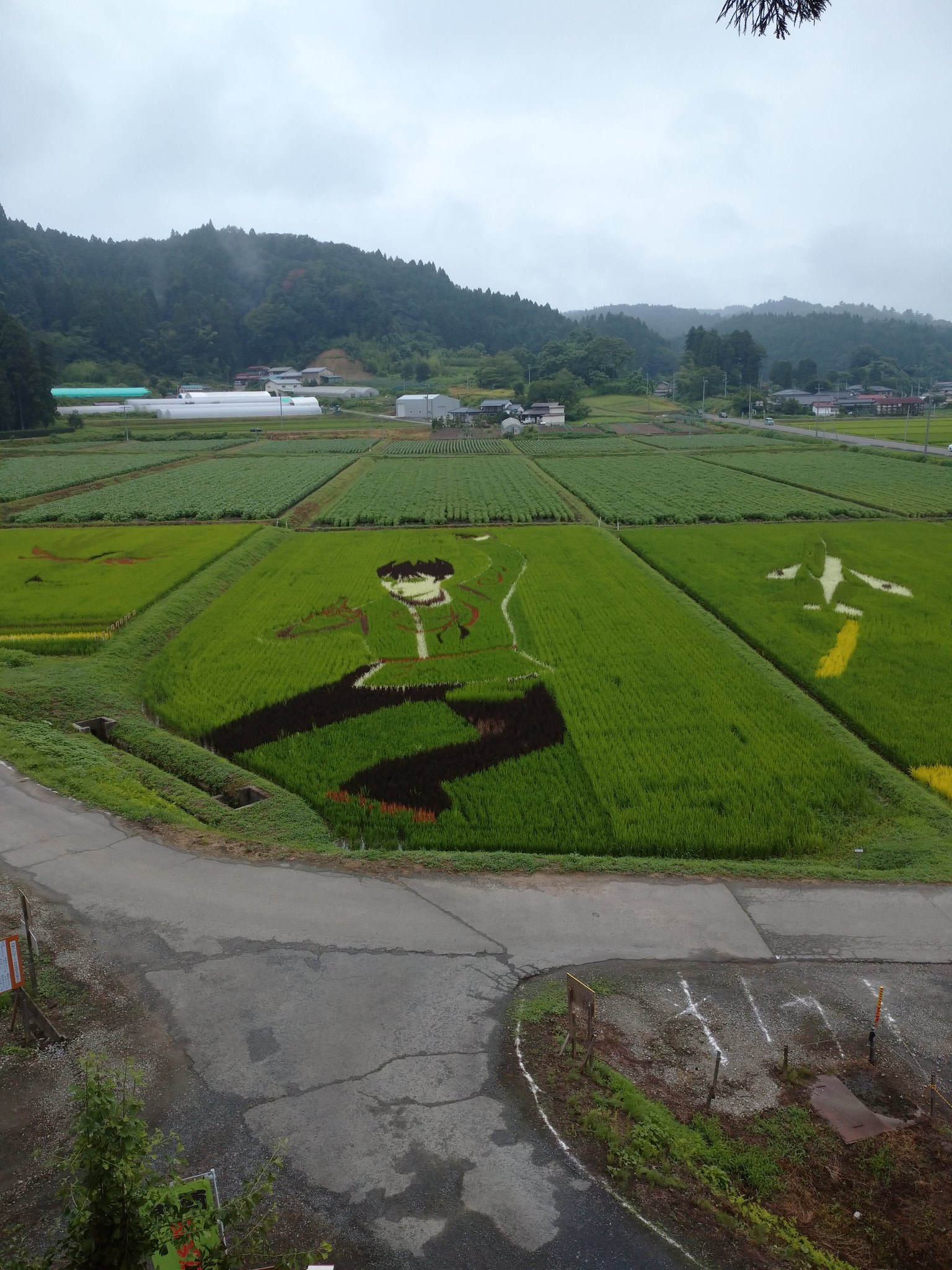 伊達手作り甲冑 やすん でござる 宮城県角田市西根の田んぼアート 7月28日 水 54日目の羽生結弦選手等絵柄の状況 朝8時頃撮影 天気は晴れ 暑い です 台風 宮城県へ上陸したのは史上初とのこと この辺は心配していた大雨はなかったです