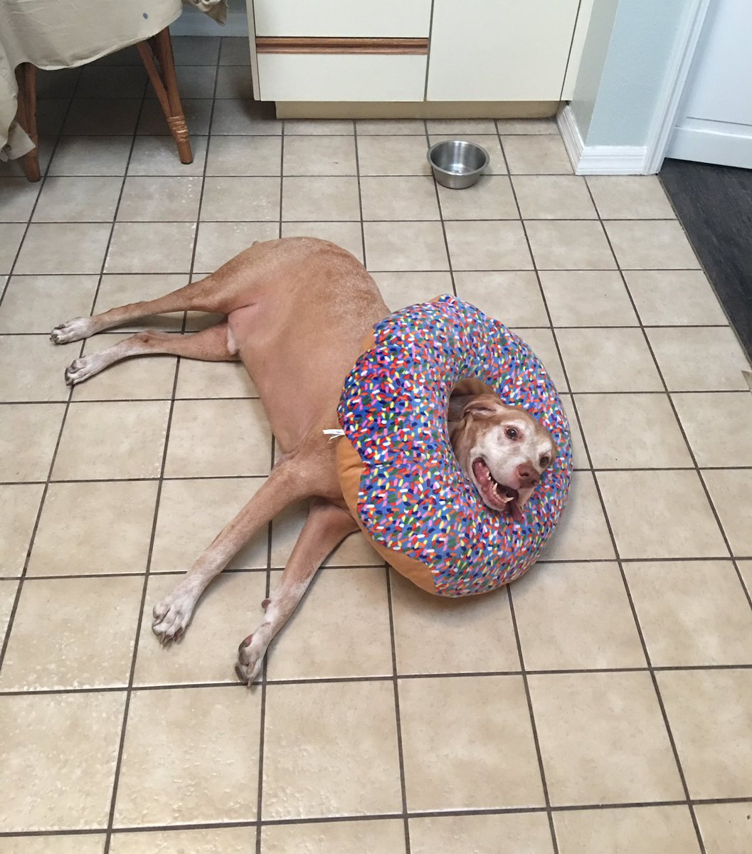 This is Riley. His human put a donut pillow on him and he loves it so much he won’t let anyone take it off. 13/10