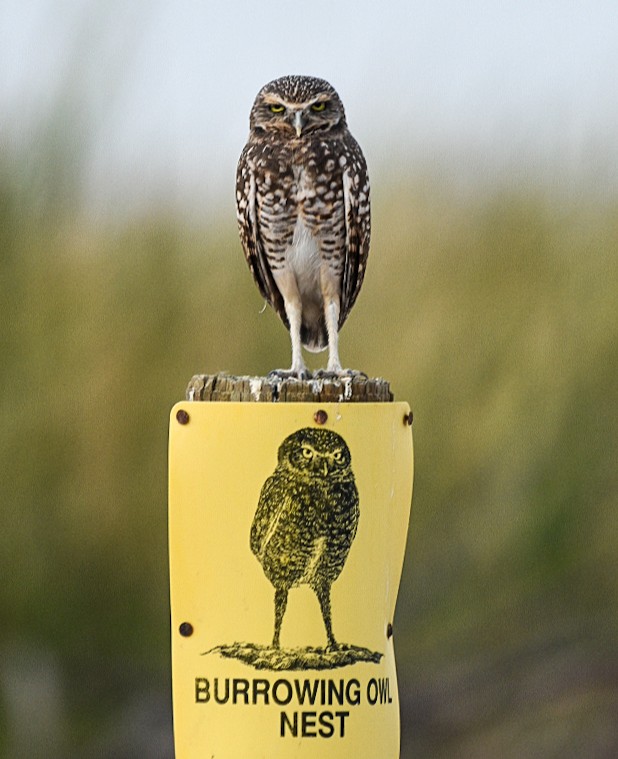 Interior's tweet photo. WANTED: 
Angry burrowing owl, possibly plotting world domination 

LAST SEEN: 
Sonny Bono Salton Sea National Wildlife Refuge in California 

Pic by Paulette Donnellon https://t.co/evb1AQZmaK
