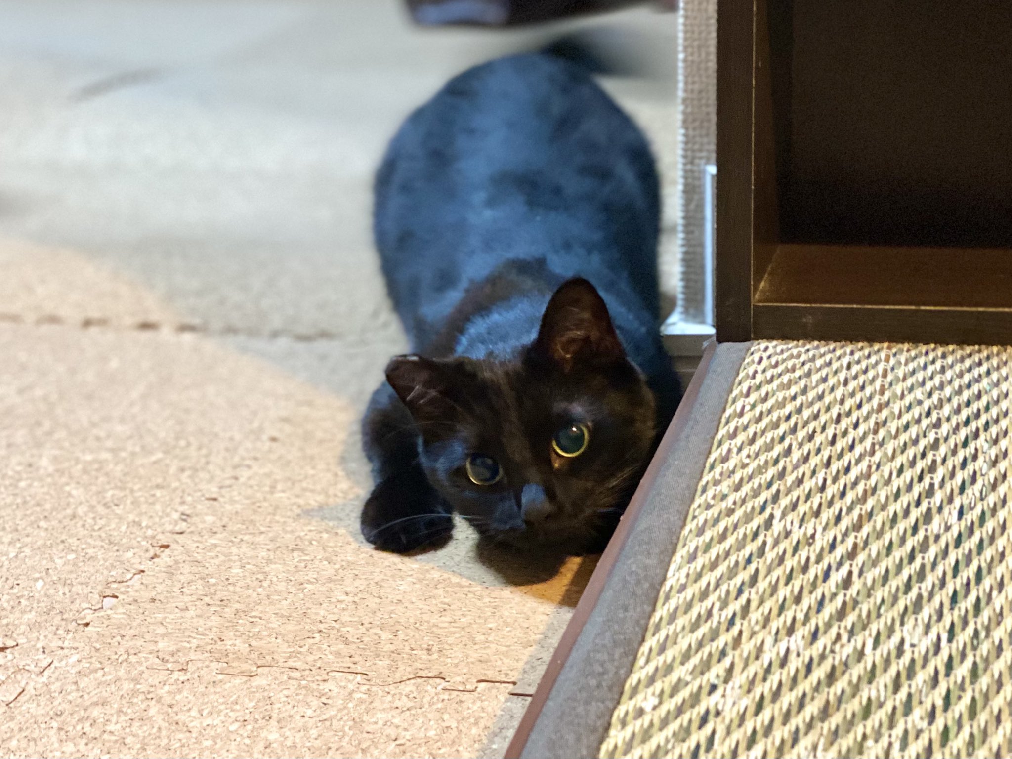 تويتر カロ على تويتر 獲物を狙う美少女 T Co Rso0glbex4 تويتر カロ على تويتر 獲物を狙う美少女 T Co Rso0glbex4