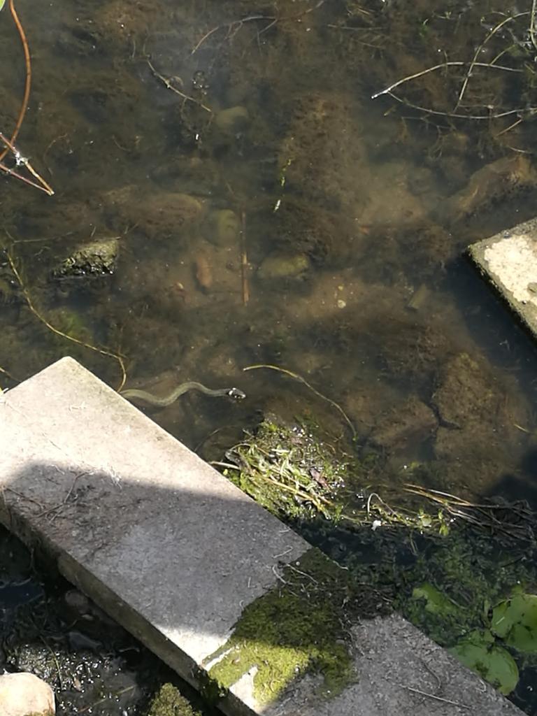 vlindermaan's tweet photo. Darf ich vorstellen? Dies ist die erste Schlange, die ich in meinem Leben, in freier Wildbahn gesehen habe. Ist sie nicht furchtbar niedlich? #PokemonGo #Dratini #Plauersee https://t.co/Xo2ADvnaCF