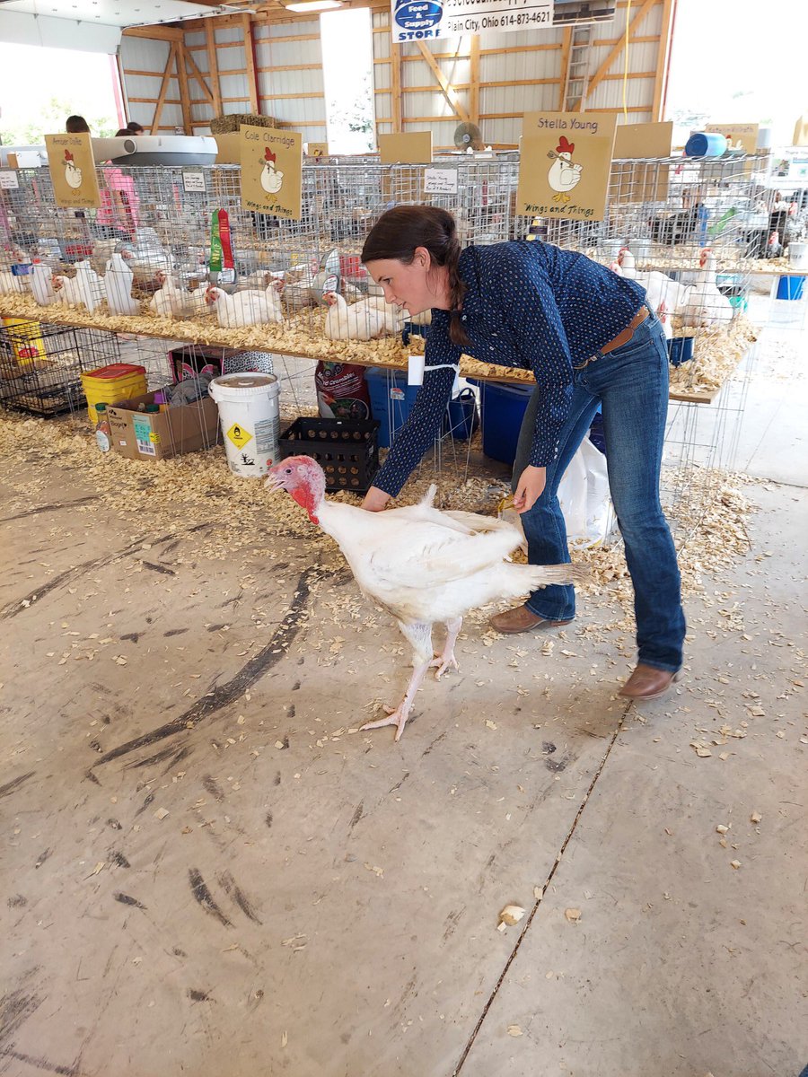 MarysvilleOHFFA's tweet photo. FFA Member, Maria Klesser with her Market Turkey project. 

#FFA #unioncountyfair https://t.co/oSqEd7cQYN