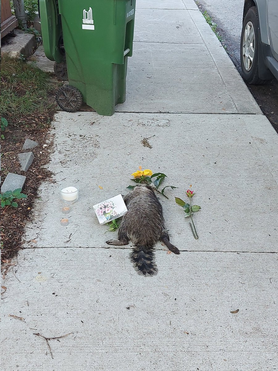 davidstarkca's tweet photo. @311Toronto please pick up Rocky on sidewalk at 204 Bain Ave in #Riverdale. He's been gone 60+ hours now and is with Conrad. @jasonwagar @norm #DeadRaccoonTO https://t.co/gKGwPNnlRH