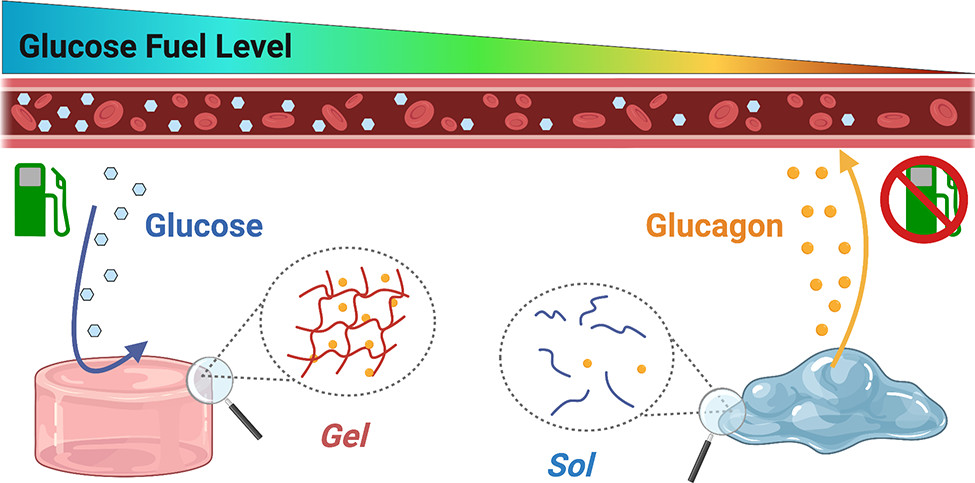 J_A_C_S's tweet image. Low blood sugar is a scary outcome for diabetics. @WebberLab created a transient supramolecular assembly governed by a glucose fuel to release a corrective remedy and reverse onset of low blood sugar. @NotreDame pubs.acs.org/doi/10.1021/ja…