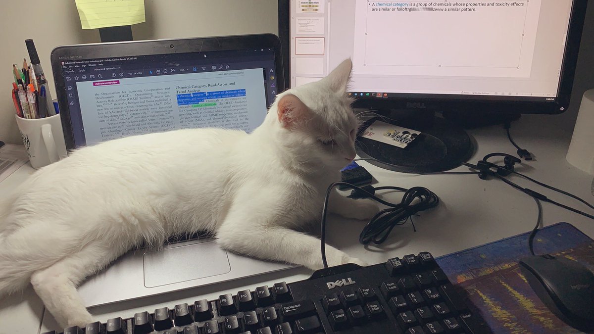 #workingfromhome #cat