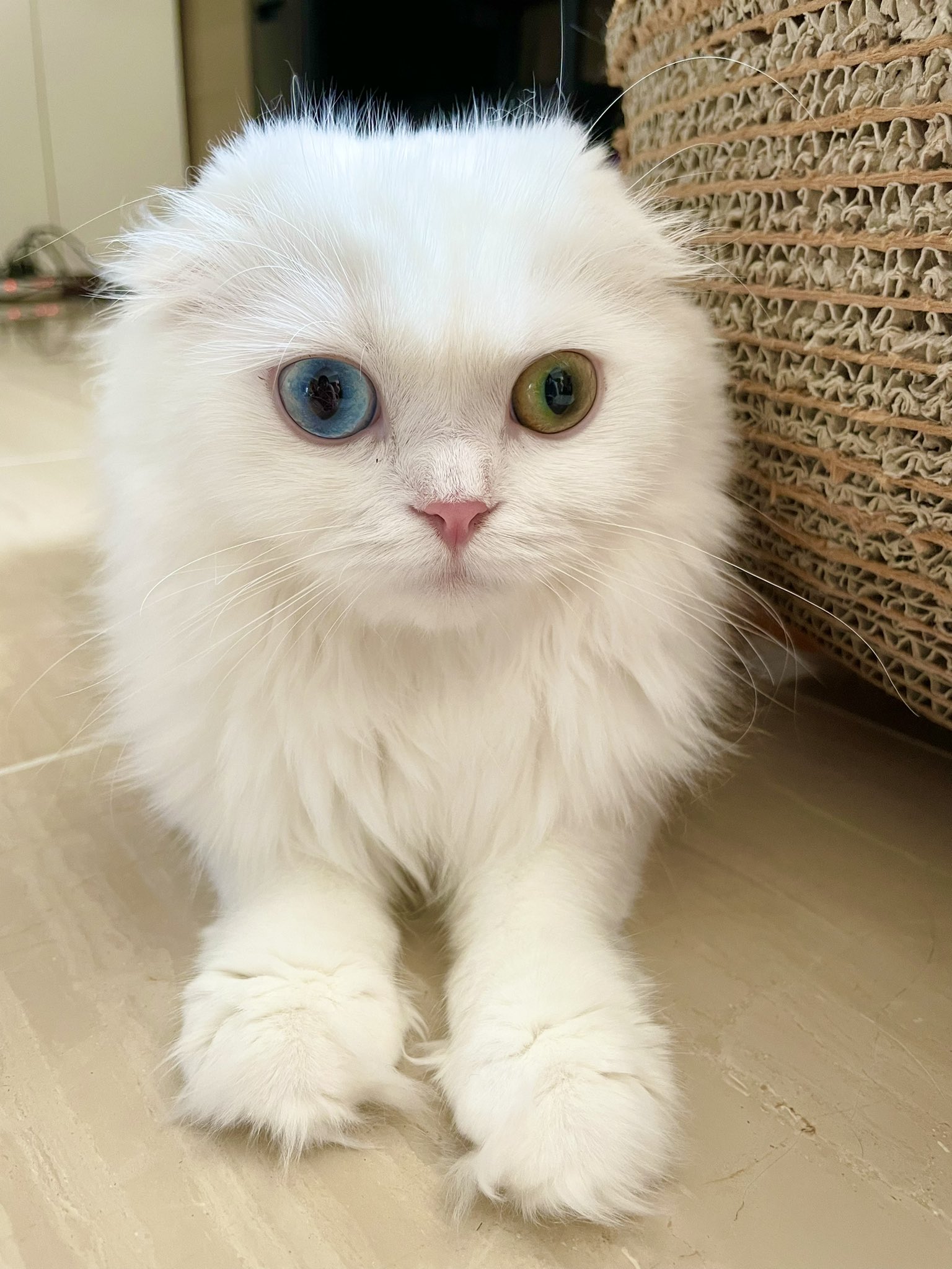 あおいねこ 61RuVyfJ1dL.jpg