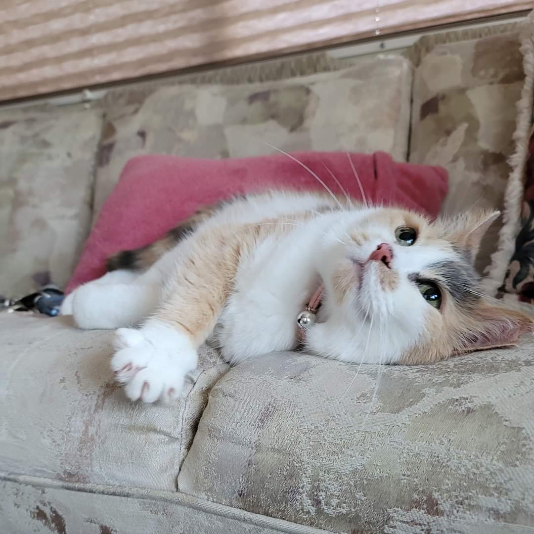 SeeJaneTravelTV's tweet image. Kaycee and Lily (pictured) are checking out the new RV for the first time! I think Lily approves!
#RVLife #TravelWithCats #Cats #Travel #ExploreAlberta