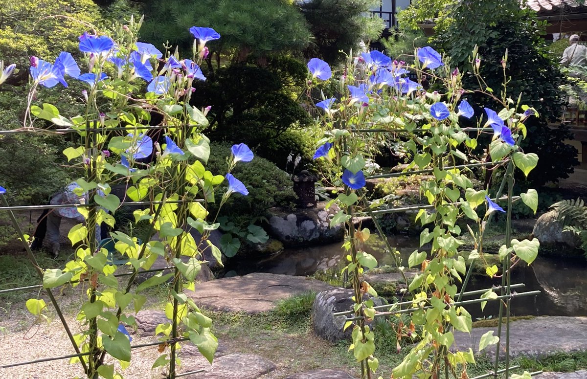 ヘブンリーブルー