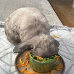 ちょっとお祝い事でミシュラン三つ星レストラン兼ホテルにウサ連れで泊まりに来てるんだけど、部屋にウサ用…