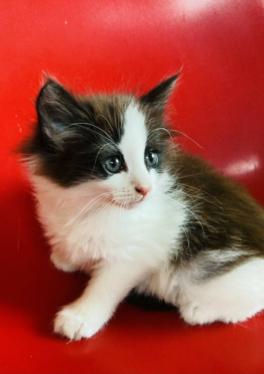 トロピカルファームあおぞら 東雁来ホーマック店内 Aozoratropical Twitter